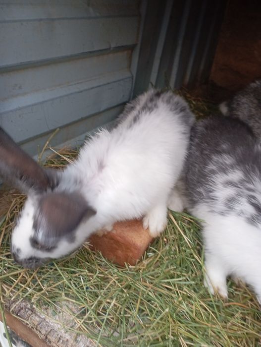 Продаются крольчата