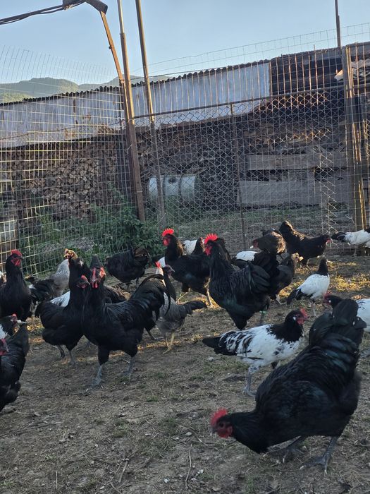 cocosi Australorp,Levenker si bibilici