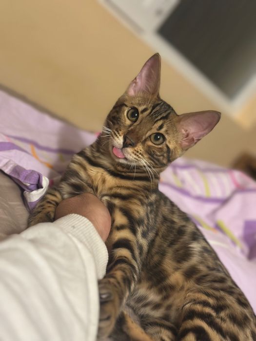 Бенгалско котенце