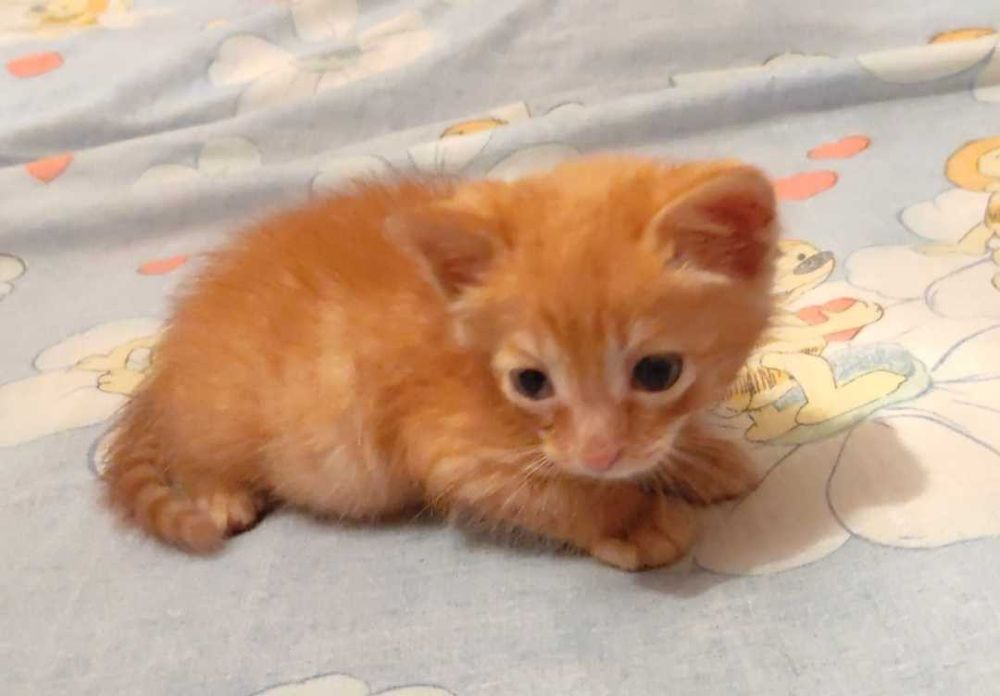 Котята в добрые ручки.