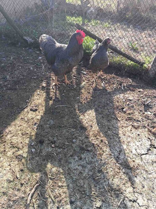 Патици за Коледа- бели. Кокошки -различни породи.