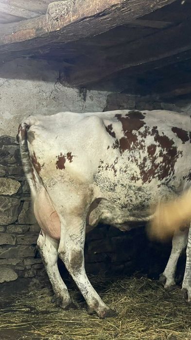 Vând 3 vaci bălțate românești fătate
