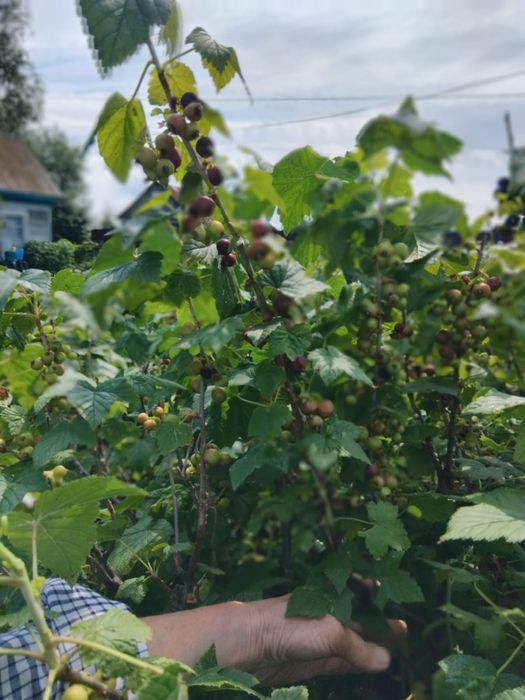 Продам дачу в с/о Борки