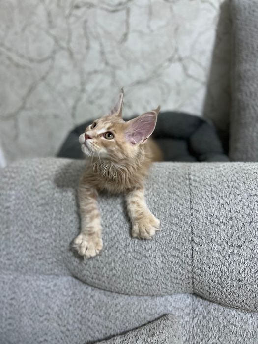 Мейн кун котенок