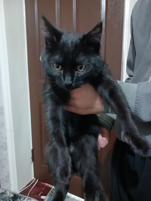 Мушук текинга бераман