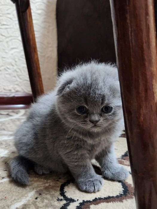 Продаются котята скотиш фолд
