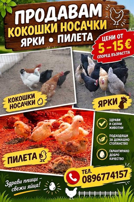 кокошки носачки, ярки, пилета