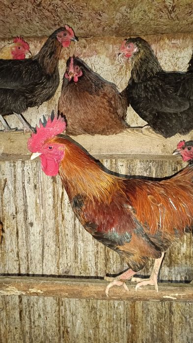 Продам молодых петухов