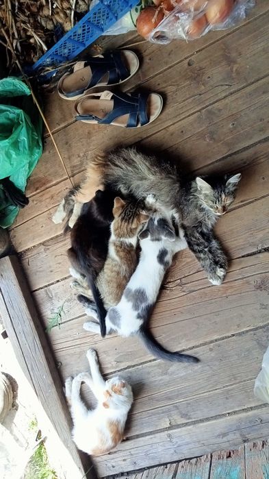 Отдадим котят в хорошие руки