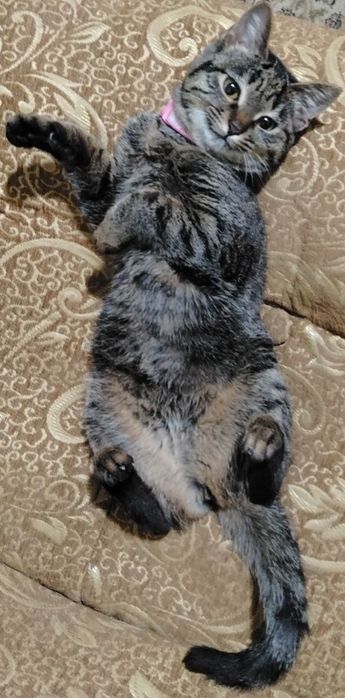 Отдам кошку бесплатно