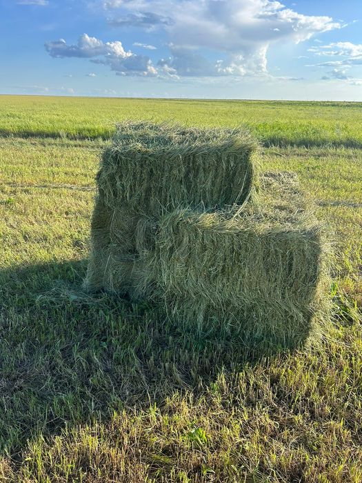 Продам сено разнотравья тюк 1200 рулон 11000