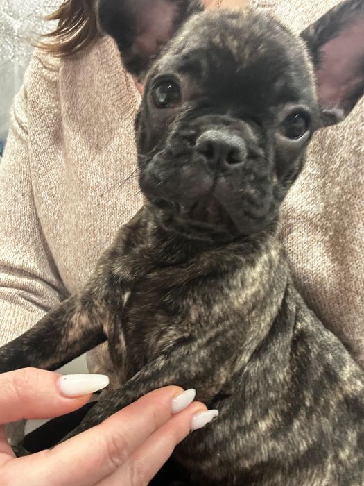 Щенки Французкого будьдога