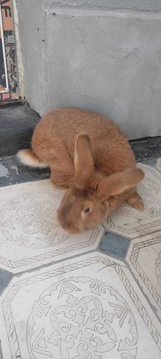Quyon sotiladi Enzika 1 yosh  4kg