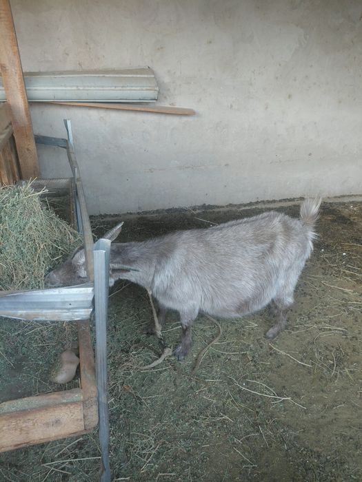 Орыс ешкі буаз март айында туады