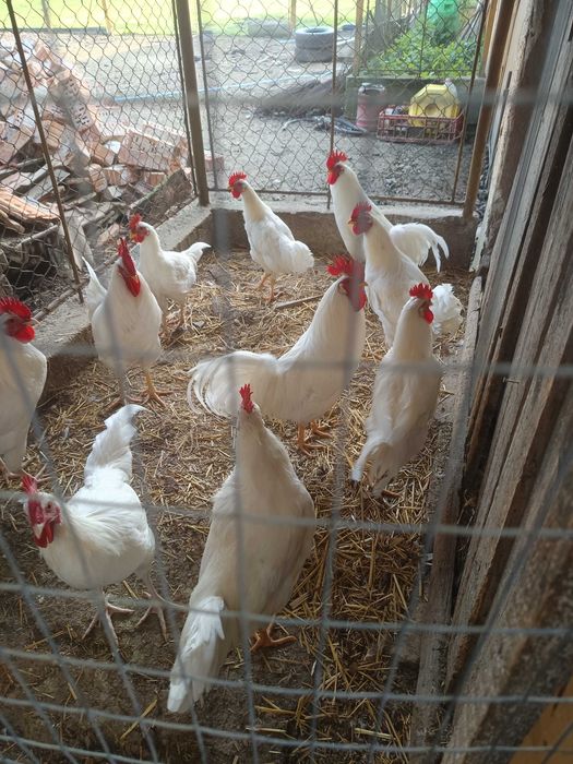 Cocoși tineri de leghorn alb