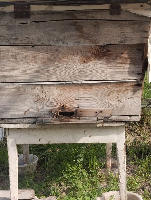 4 Ramkali Kuchli Asalarilar Oilasi Sotiladi ,Ona Ari Bilan