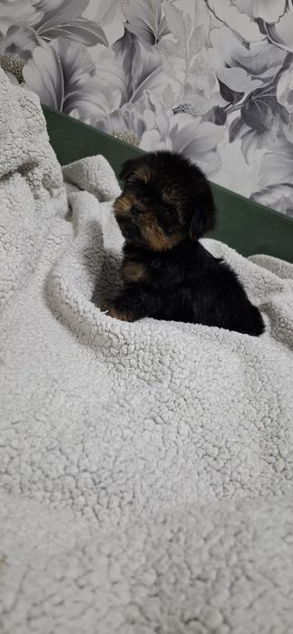 Щенки йоркширского терьера