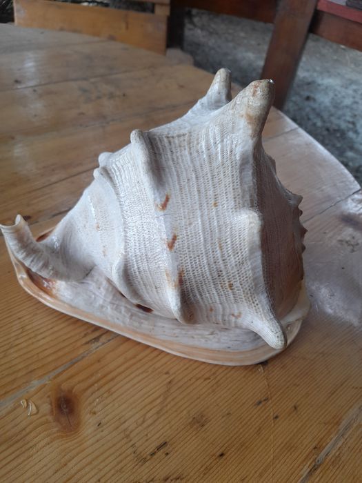 Cochilie melc marin Cassis Cornuta