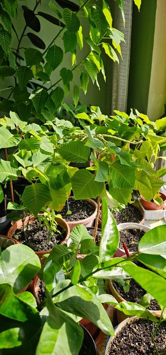 Продам цветы комнатные