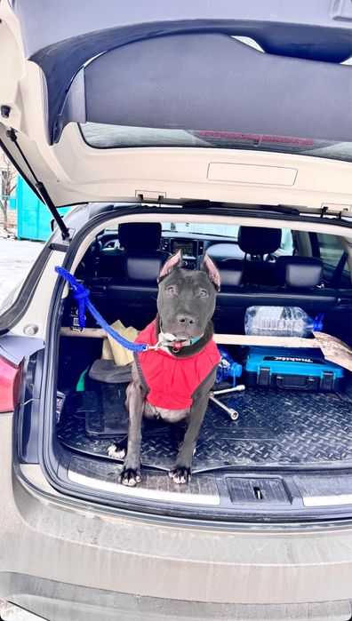 Пит-бультерьер 1 год