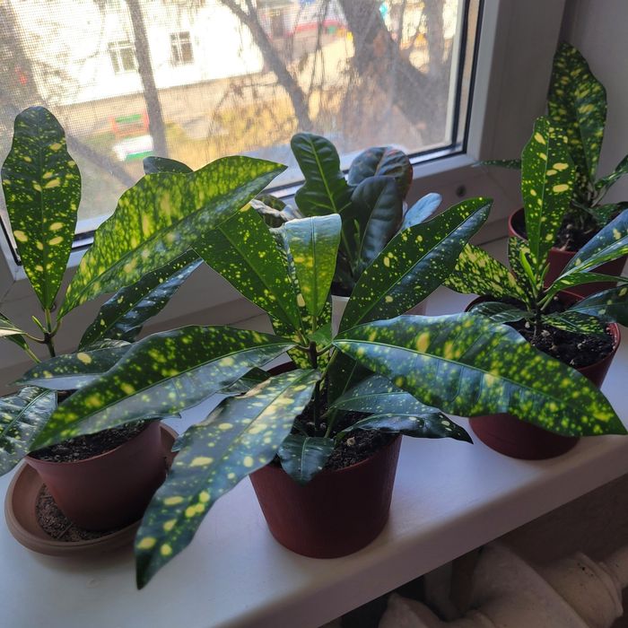 Продам Комнатные цветы