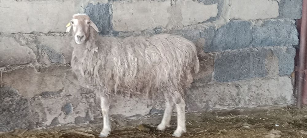 Продам продам  баран