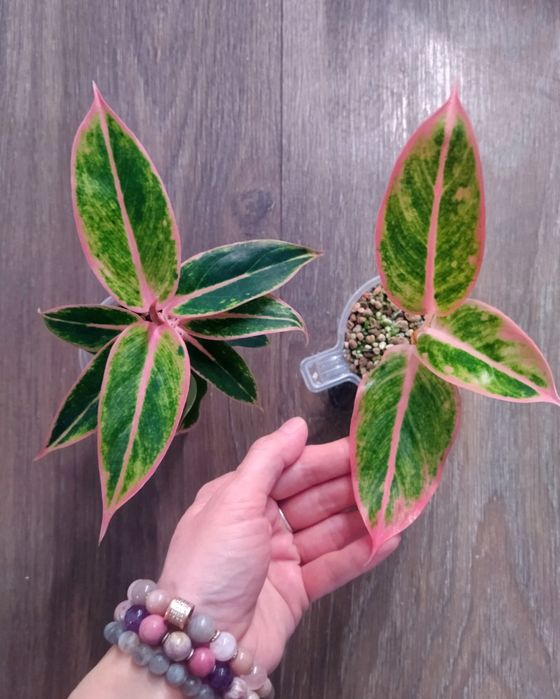 Аглаонема, сингониум Три короля