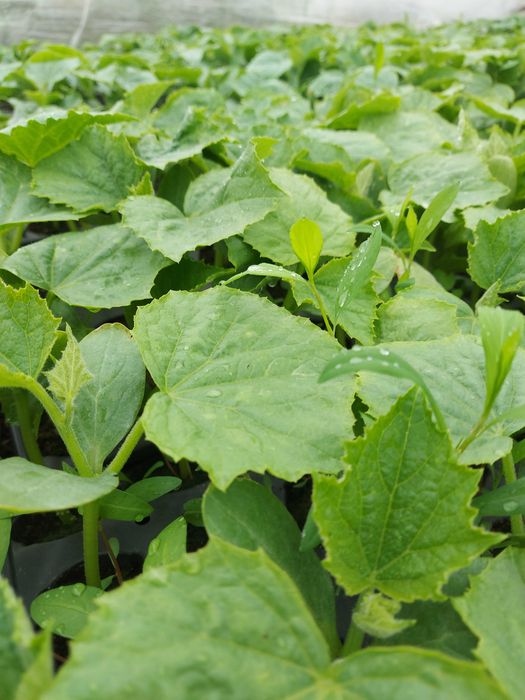 Rasaduri de legume si plante aromatice !