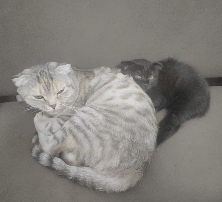 Отдам котенка в добрые руки