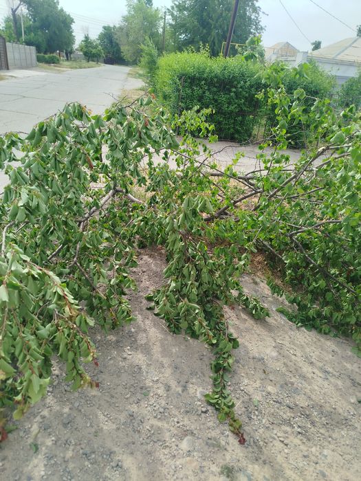 Даром дрова заберите