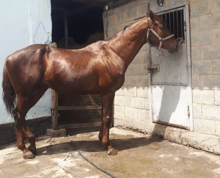 Лошадь Жеребец Производитель