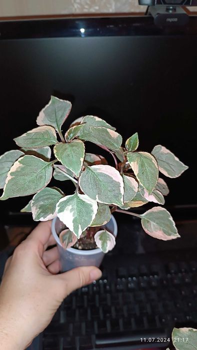 Вариегатный сортовой бальзамин