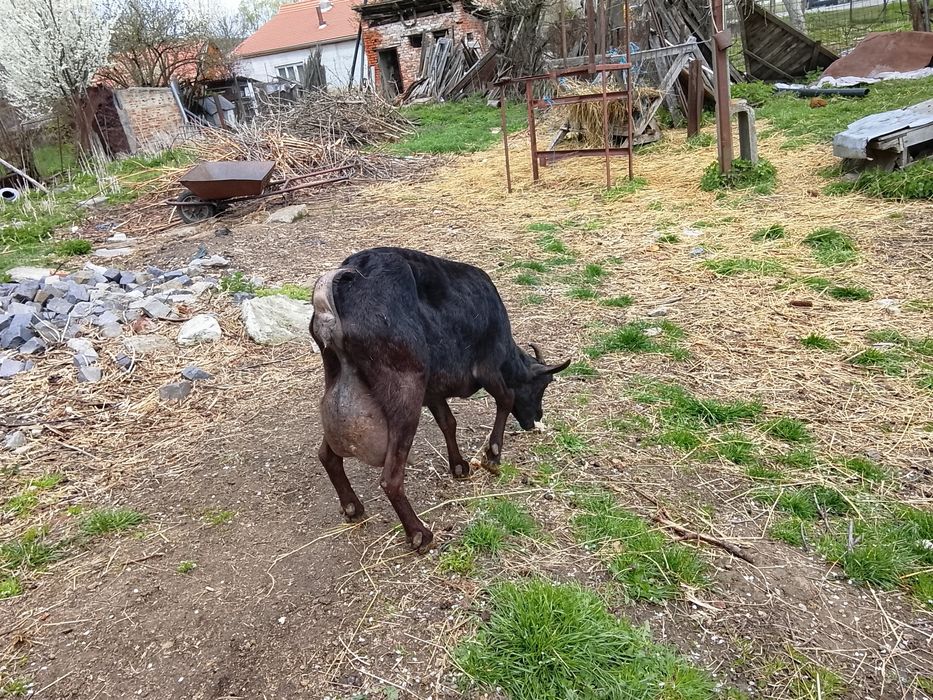 Vând capra Murgiana granadina