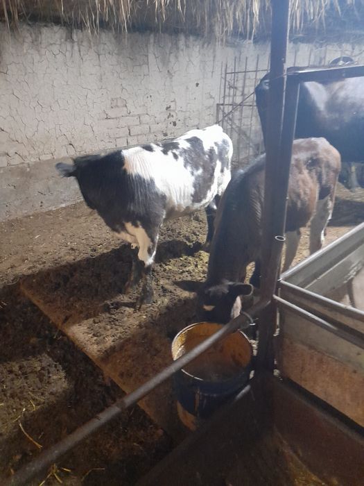 Продам 2бас бузау.
