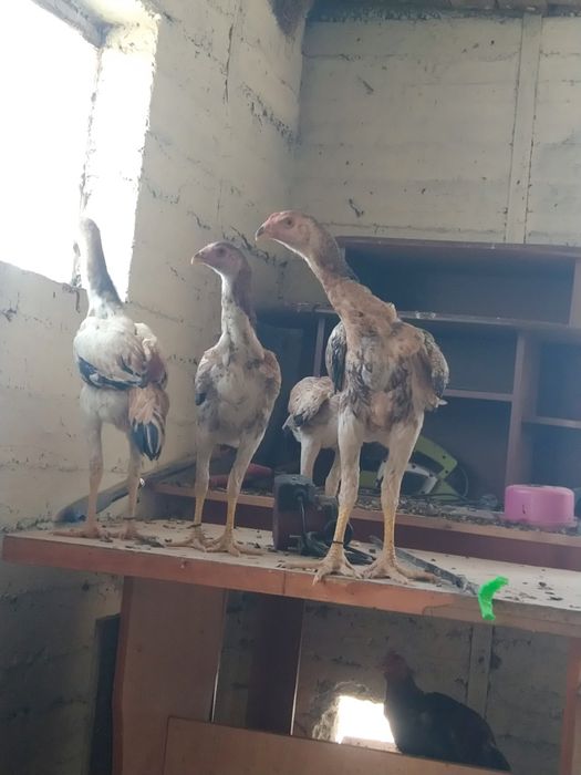 Дакан балапандар