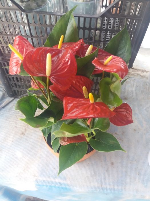 Продам цветы Антуриум