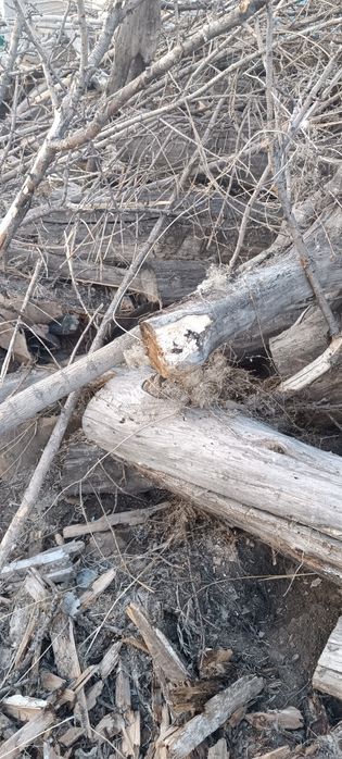 Продам дрова не дорого