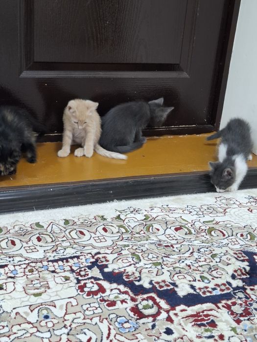Отдам котят в добрые руки