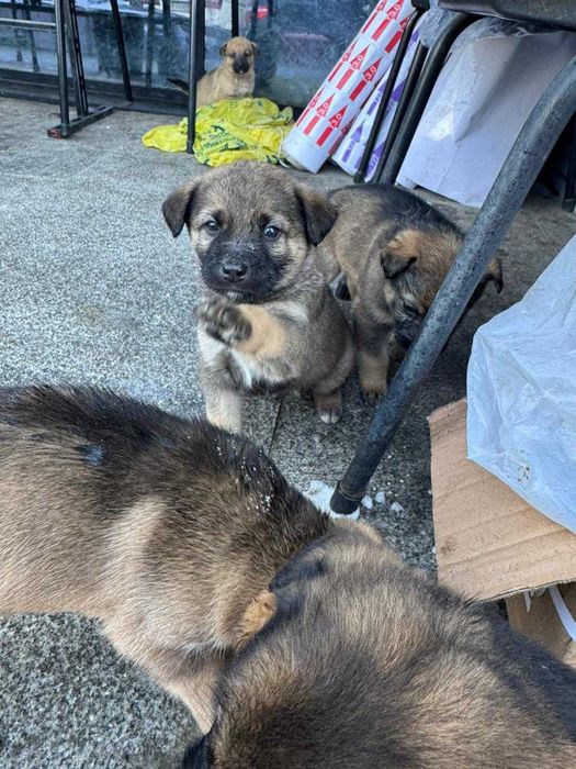 Отдаем щенков в добрые руки.