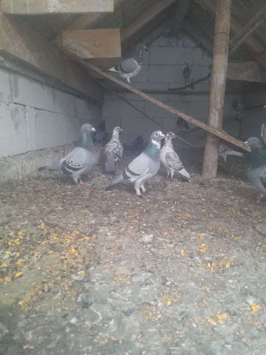 Vând porumbei voiajori bătrâni și pui