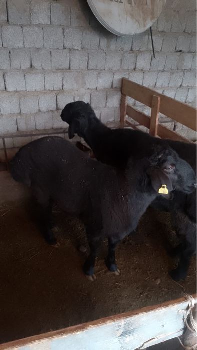 Қошқар/Кошкар сатылады