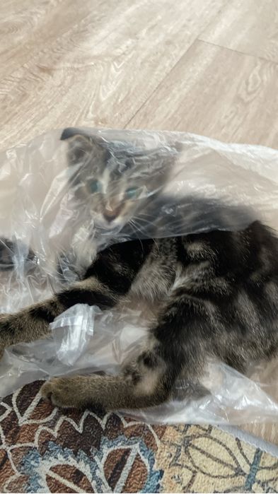 Ищу добрый дом для котёнка ^_^