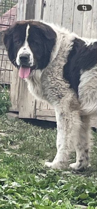Vând ciobănesc de Bucovina
