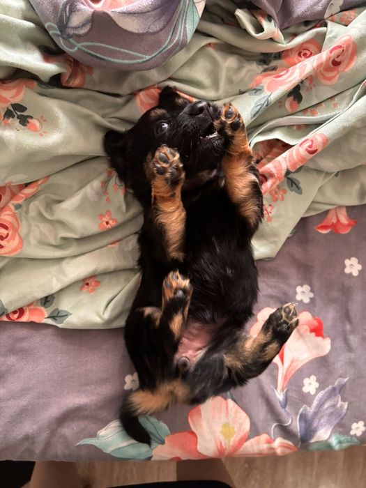 Отдам бесплатно щенка такса(помесь)