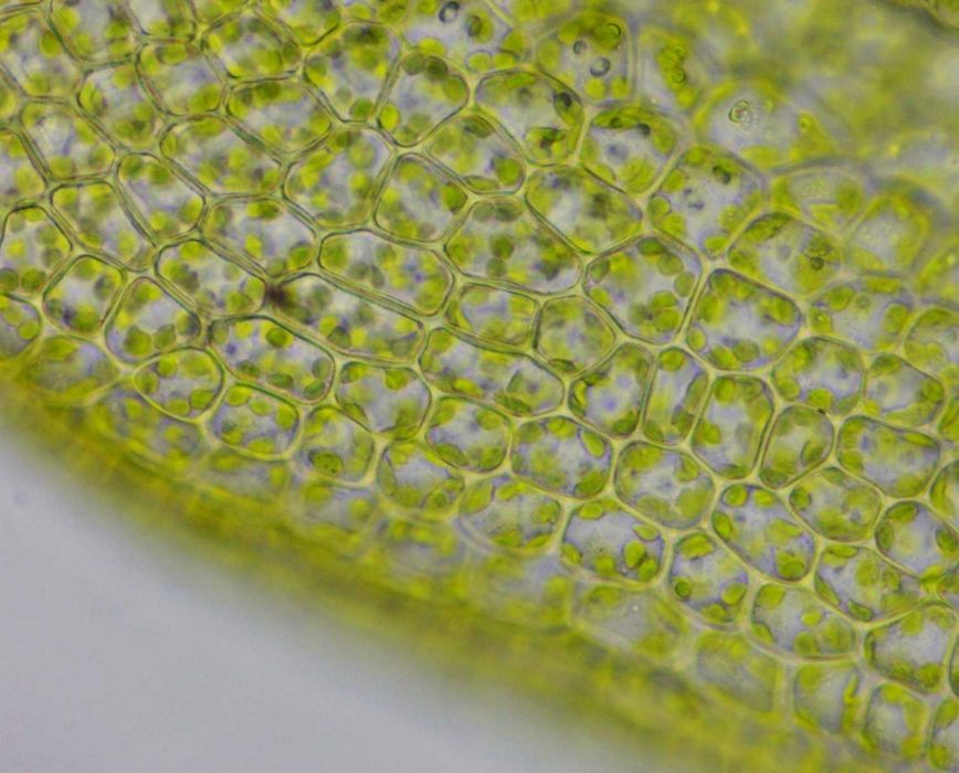 Microscop Levenhuk MED D10T Digital Trinocular 40x-1000x