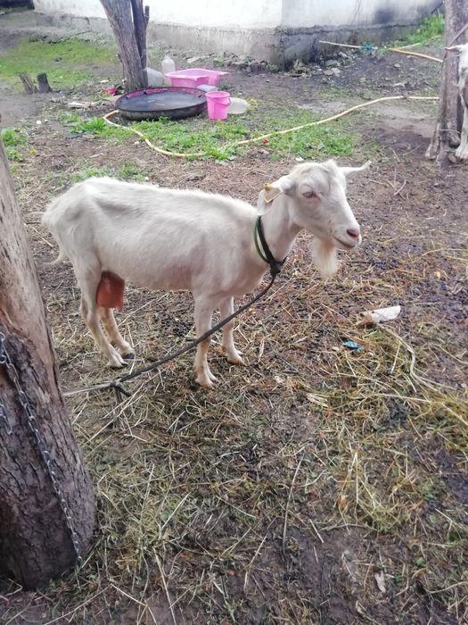 Продаются коза с козленком