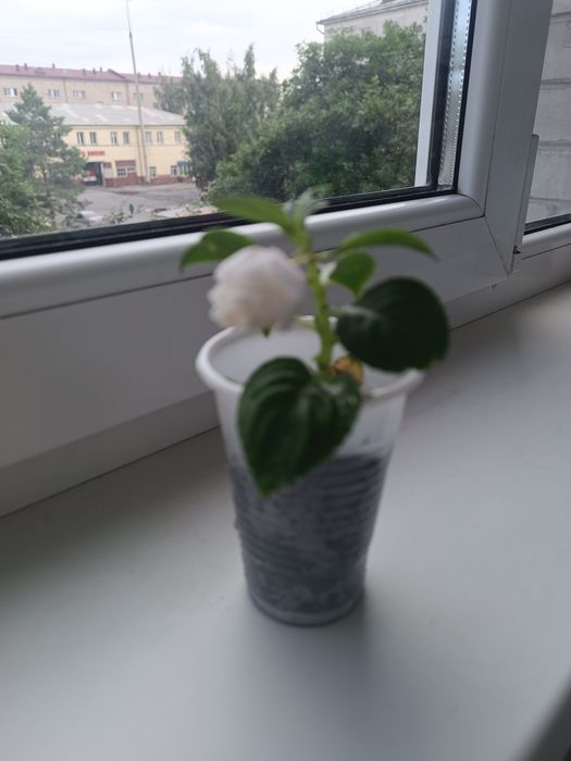 Цветок Бальзамин белый