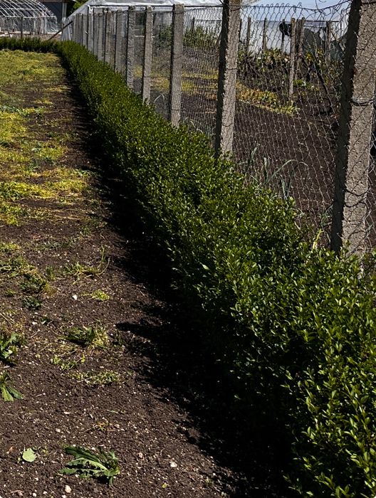 Продава се Парцел в с. Ценово, Област Стара Загора - 1200 кв.м за 24 €/кв.м - Снимка #10