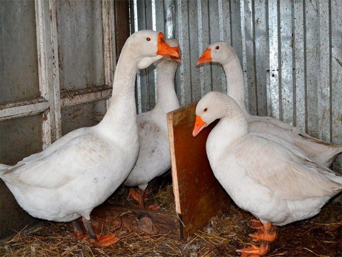 Гусь ( мальчик )