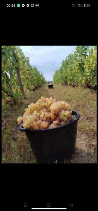 Struguri de vin productie 2026